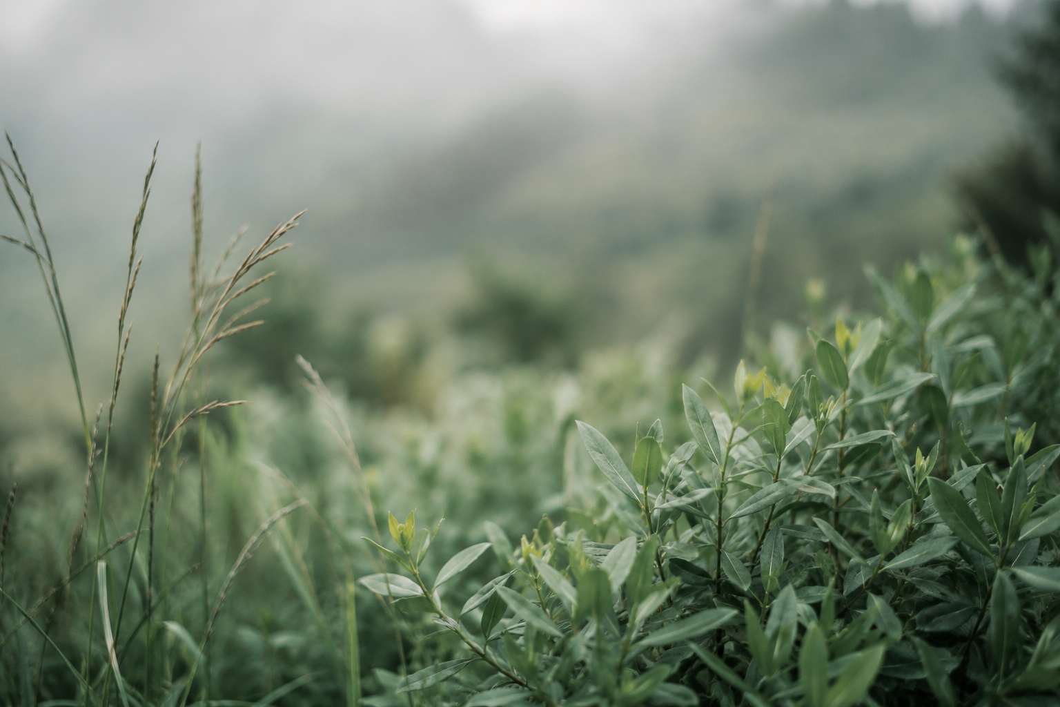 Arbusto verde nativo, cuidado del medioambiente Cosedeb
